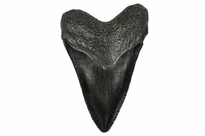 Juvenile Megalodon Tooth - South Carolina #340556